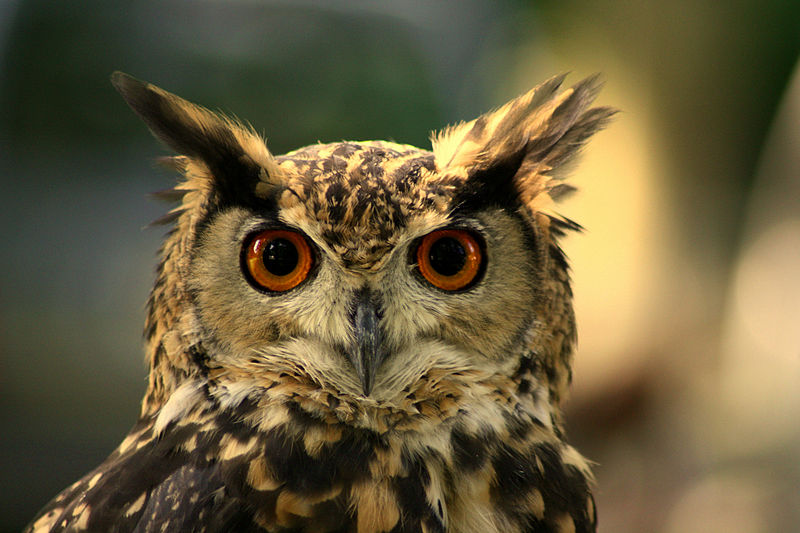 https://commons.wikimedia.org/wiki/File:Eurasian_Eagle-Owl_Maurice_van_Bruggen.JPG synthesis essay